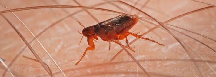 best pest control for fleas