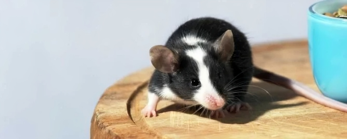 best pest control for rats and mice