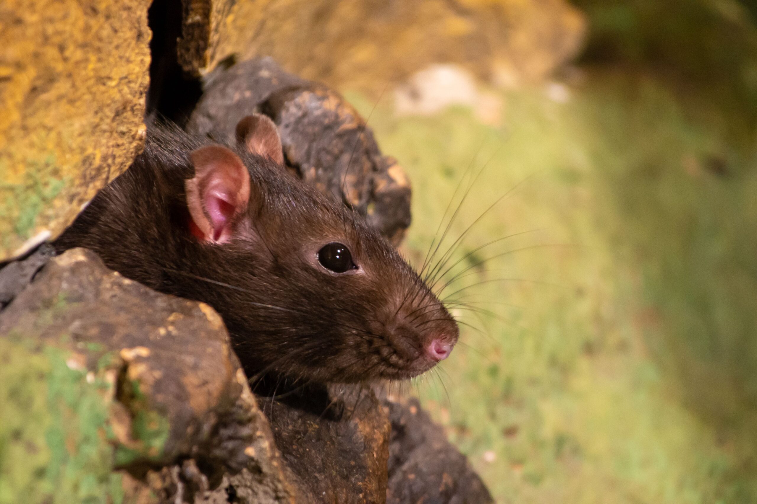 Effective Rat Control:  Aspirin'S Role (And Its Limits) - zjpn0g4