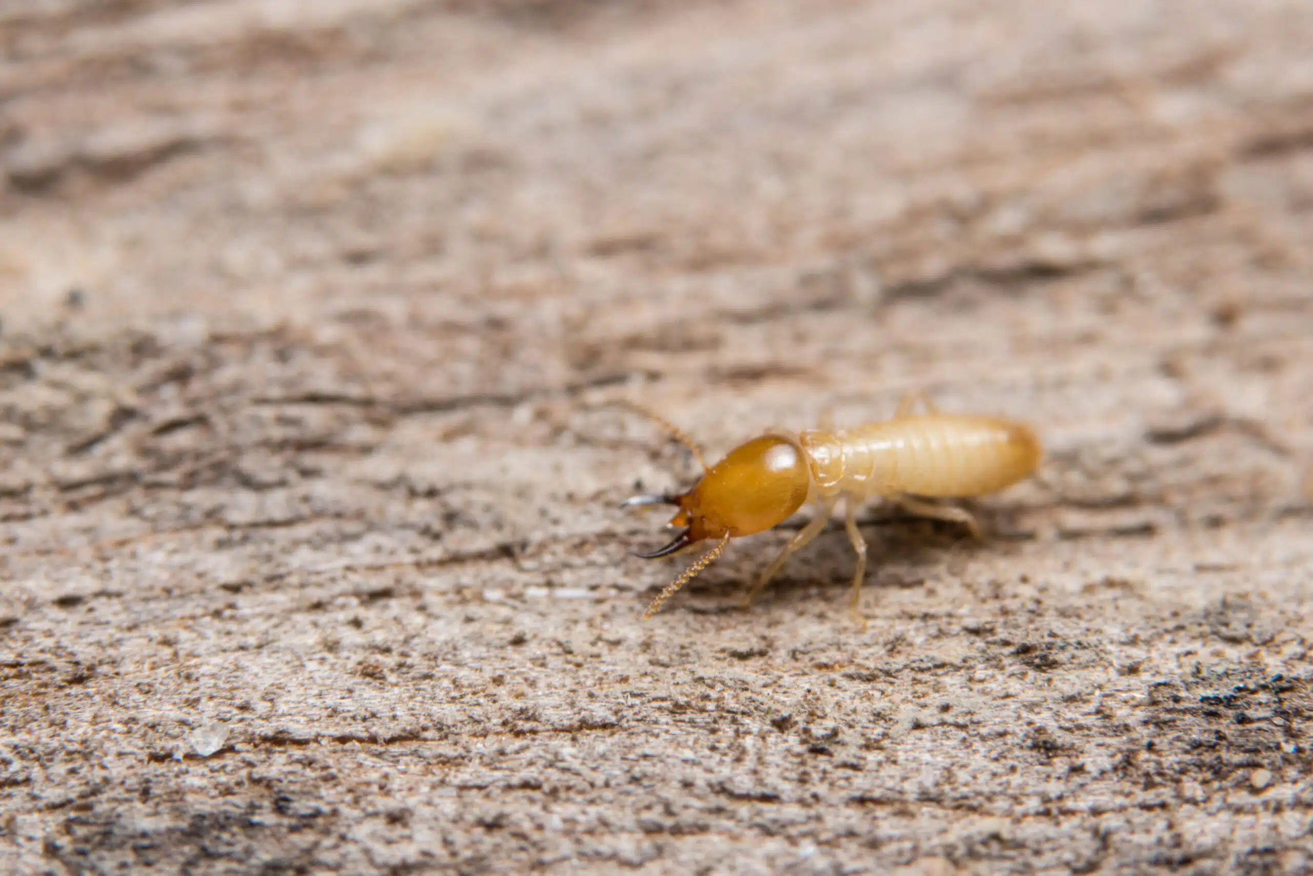 Macro termite on wood