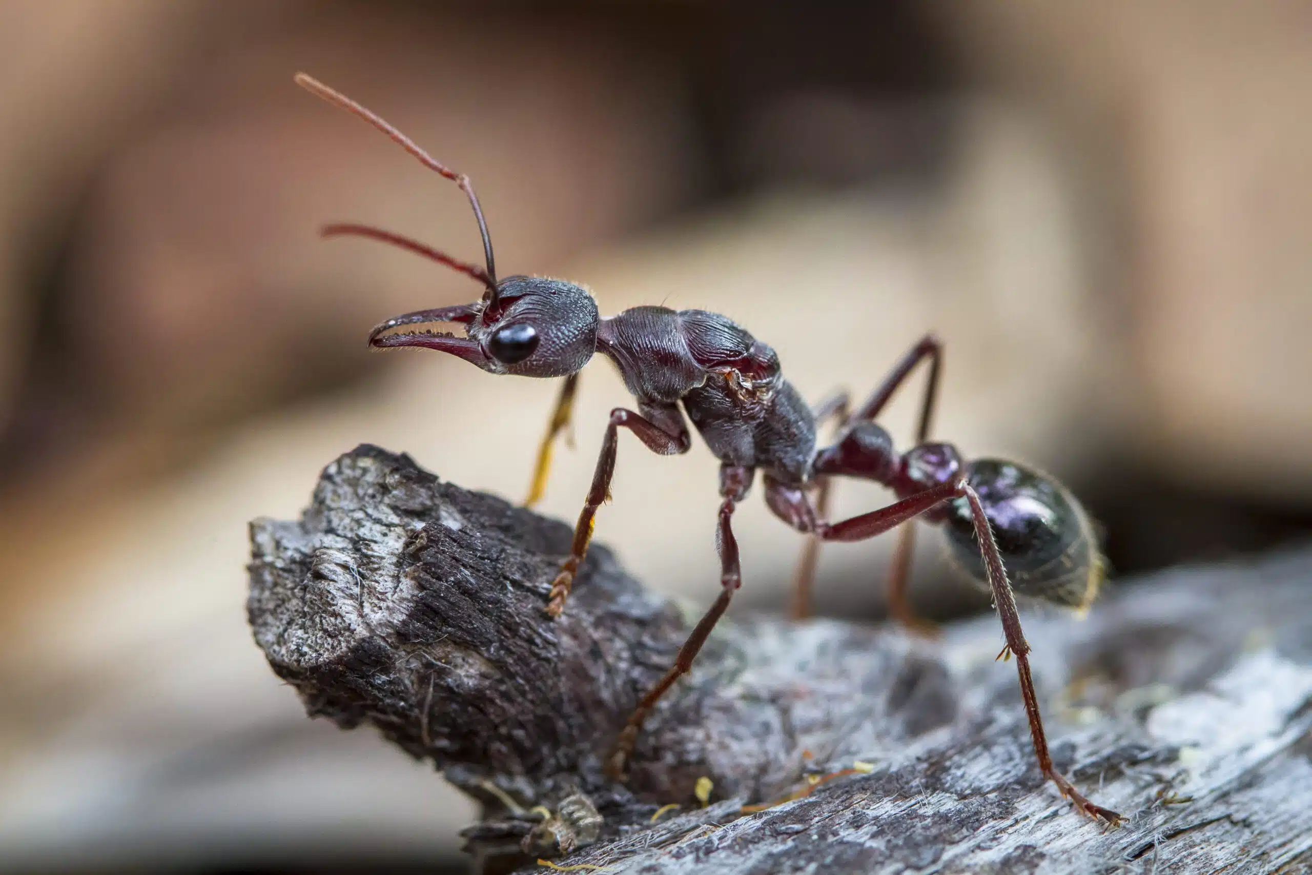 An inchman ant (Myrmecia forficata), a species of bull ant, stan