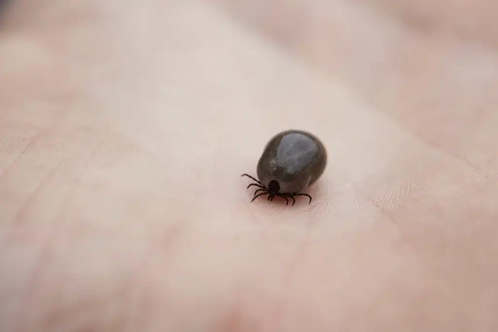 Tick on human hand