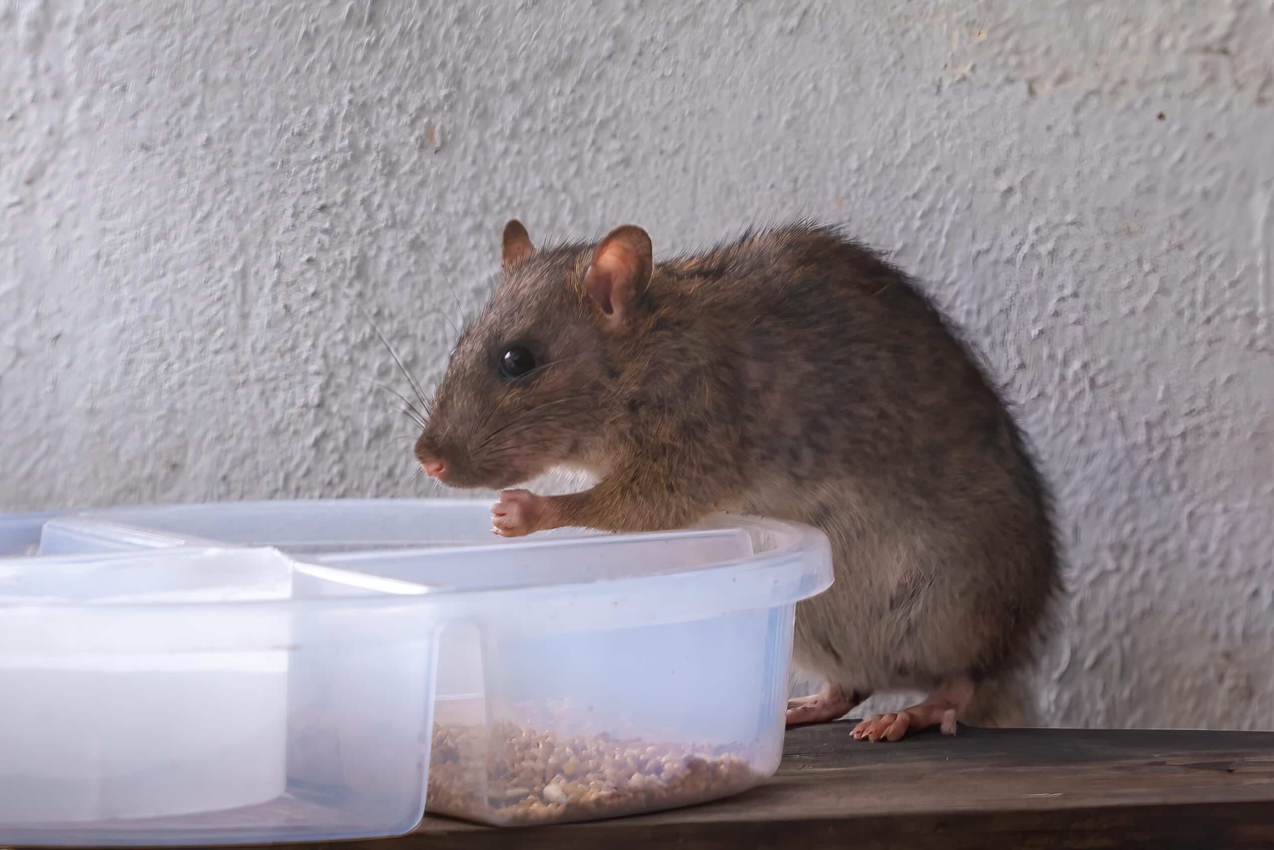 Food-for-Rodents