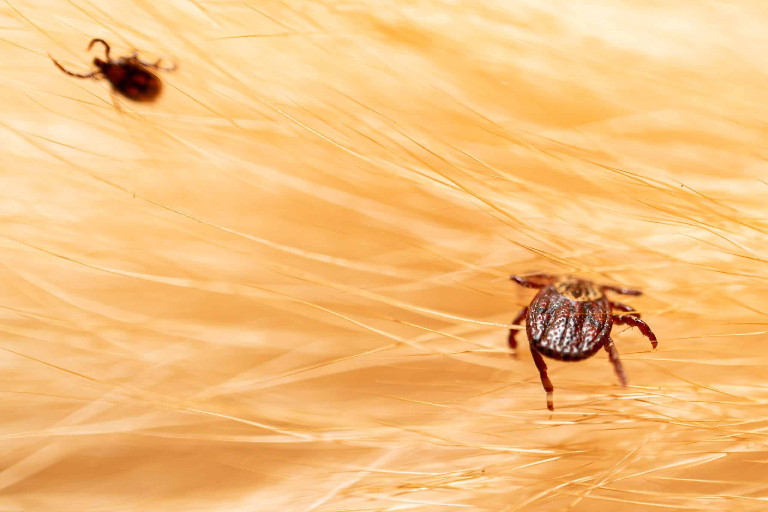 Ticks on dog hair. Ticks sucking dog blood. Dangerous insect mit
