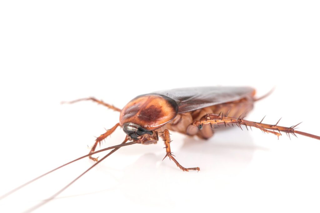 Roach Health Risks Information from IPest Control Inc.