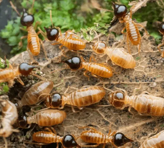 Termites control in Miami, FL