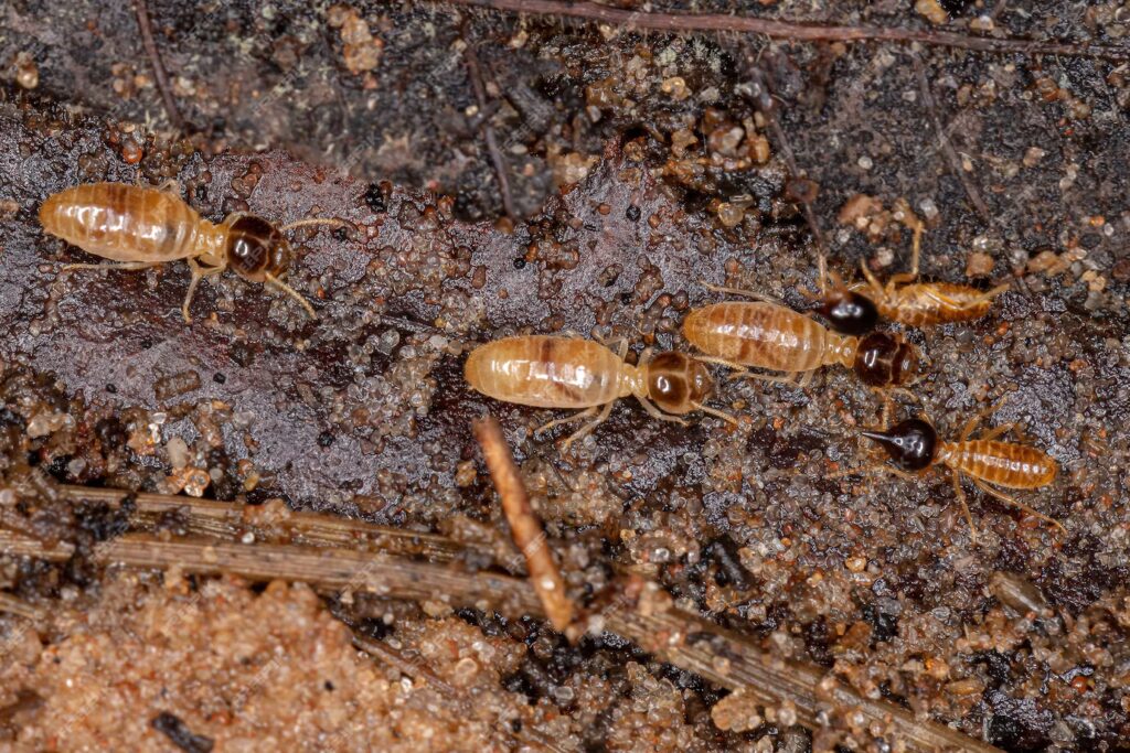 Are termites common in Miami?