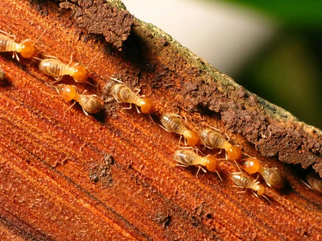 How long have been termites on Earth