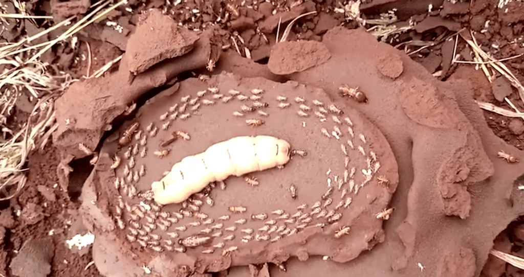 Termite Queen in her colony