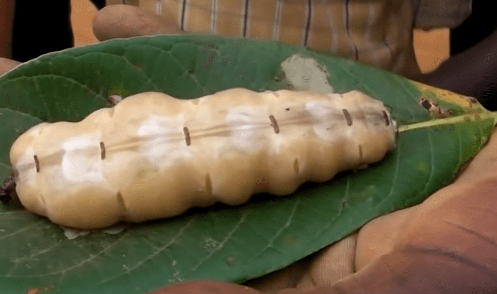 How Long Do Queen Termites Live