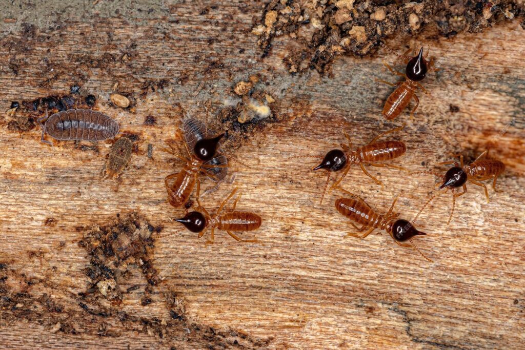 Are termites common in Miami?