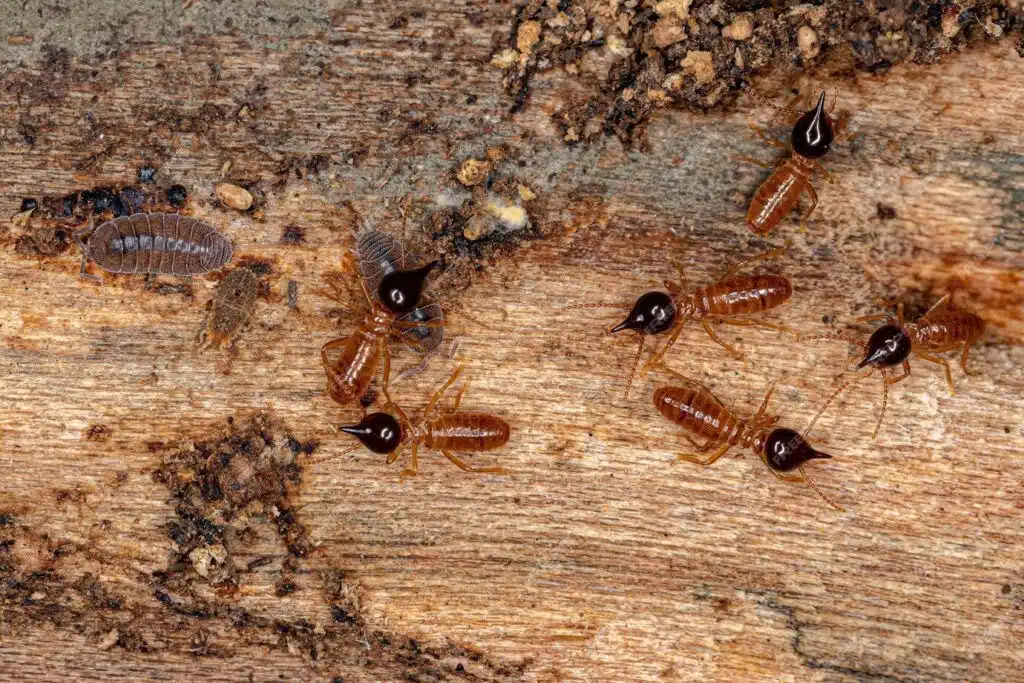 Are termites common in Miami?