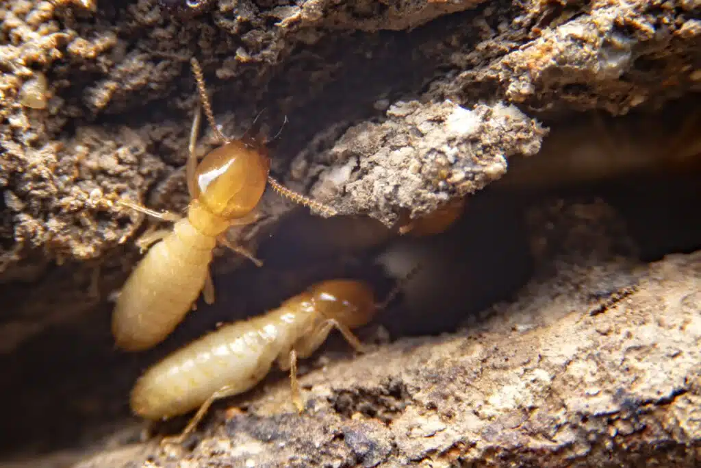 How long have been termites on Earth