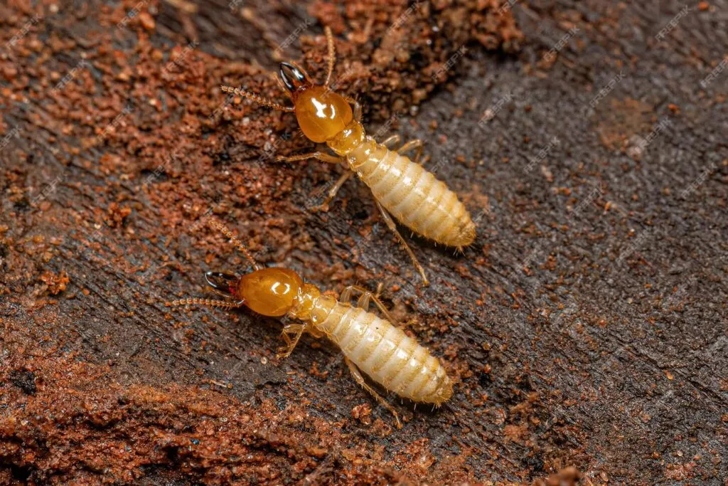 Are termites common in Miami