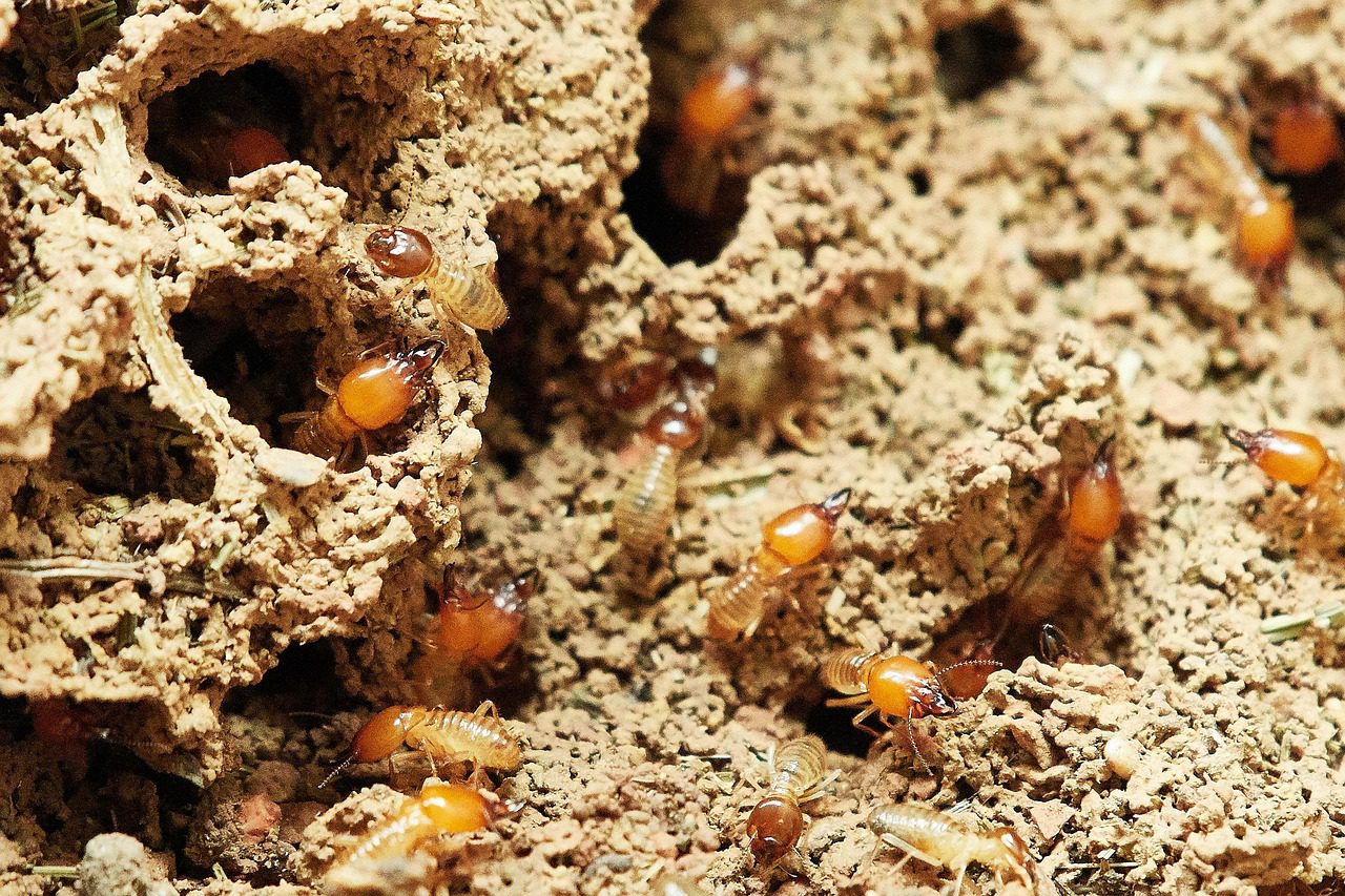 termite-queen-colony