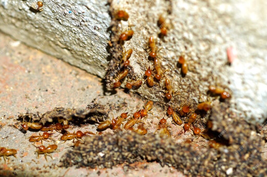 Are termites common in Miami?