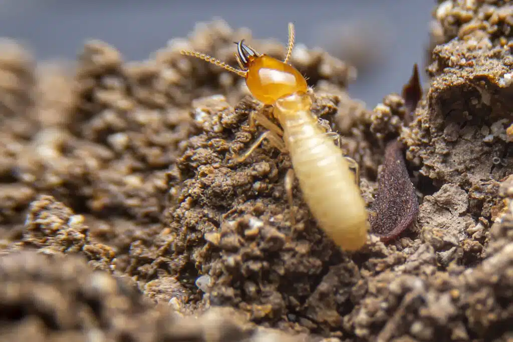 How long have been termites on Earth