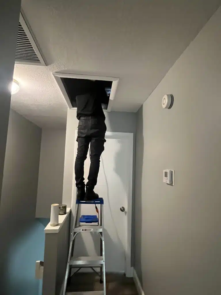Ant Control in Miami, FL