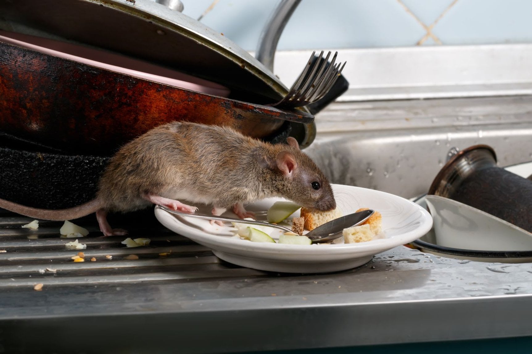 Miami Rodent Infestations Health Risks and Liability