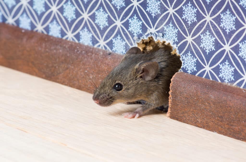how to get rid of mice, mice control