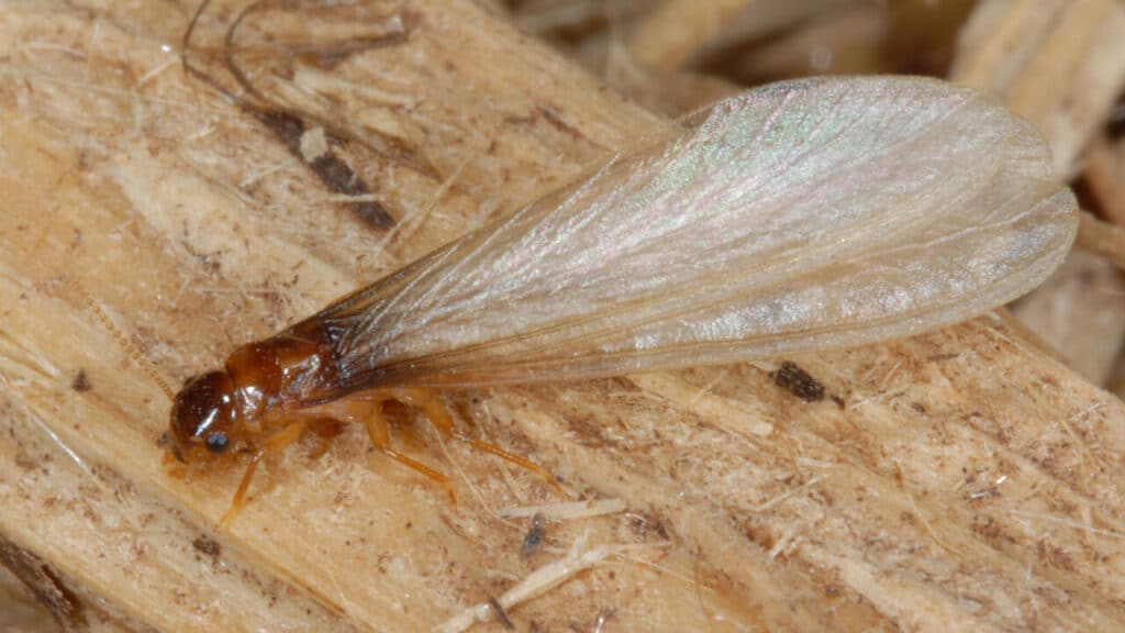 termite swarm in house
